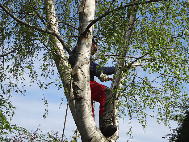 How Our Tree Care Process Works  in  Rochelle, IL